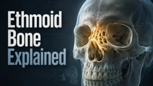 Ethmoid Bone
